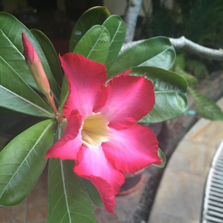 Secret Garden Inn Kuta Lombok Eksteriør billede