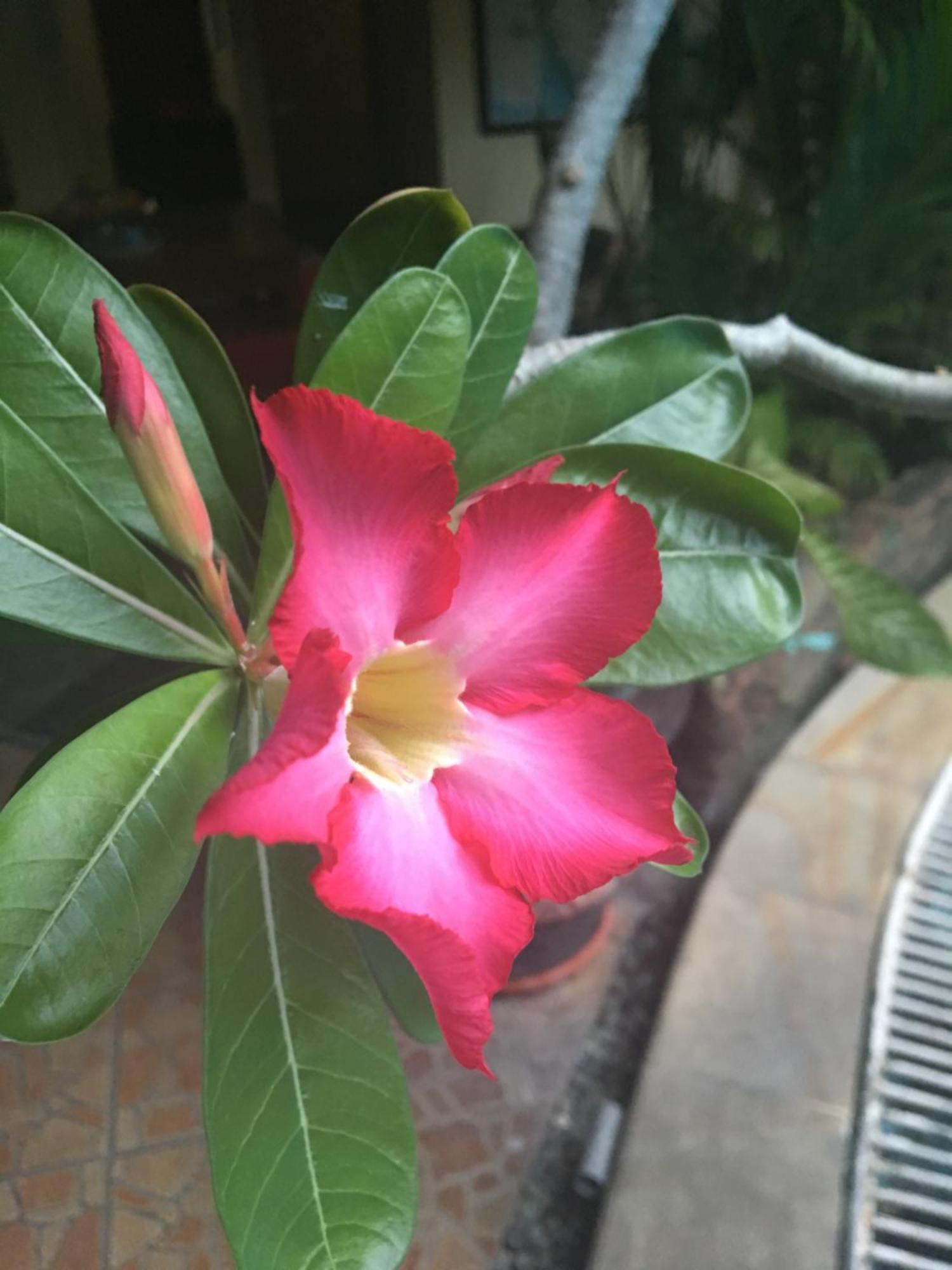 Secret Garden Inn Kuta Lombok Eksteriør billede
